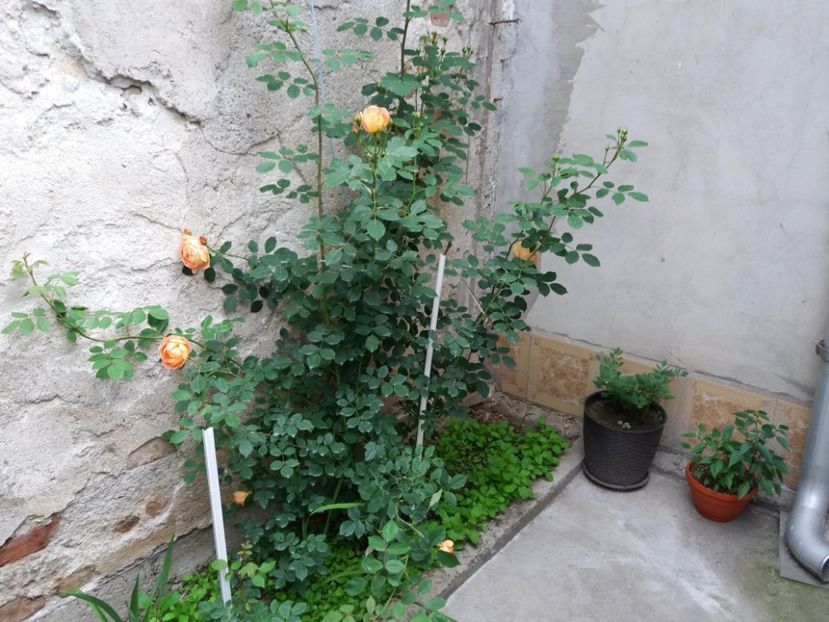  - Trandafirii si alte flori 2018 - 2020