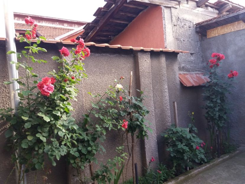  - Trandafirii si alte flori 2018 - 2020