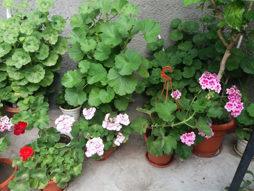  - Trandafirii si alte flori 2018 - 2020