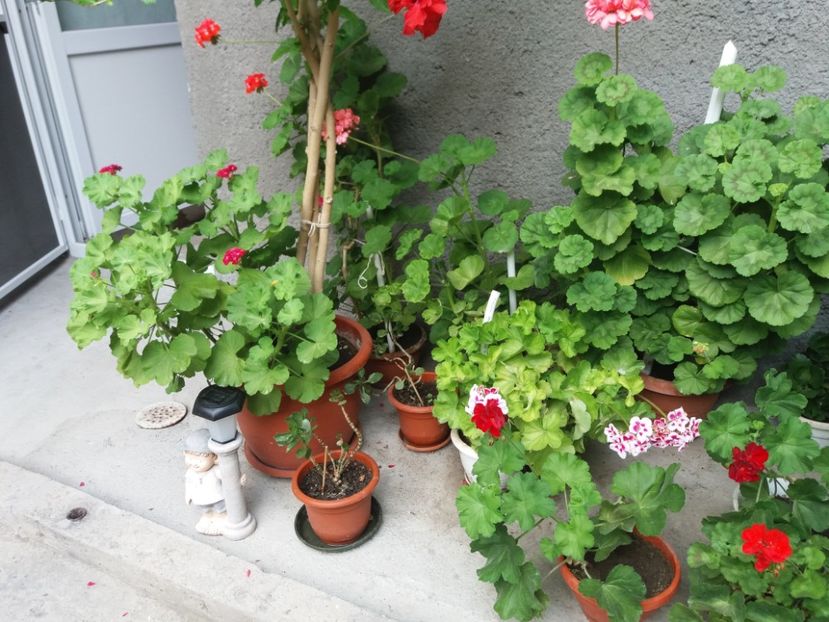  - Trandafirii si alte flori 2018 - 2020