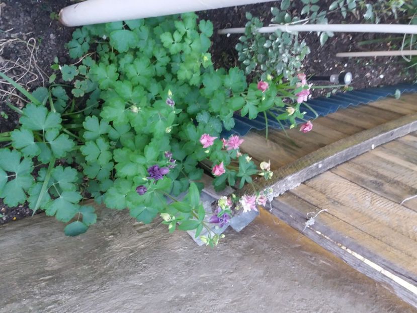  - Trandafirii si alte flori 2018 - 2020