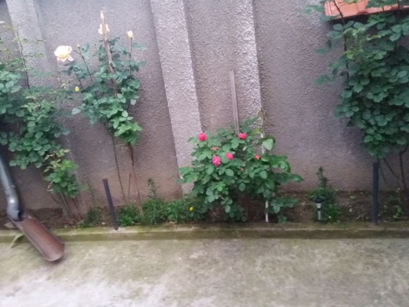  - Trandafirii si alte flori 2018 - 2020