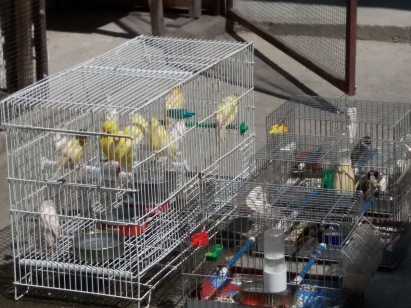 baie 2020 - Canari Malinois 2019 - 2020