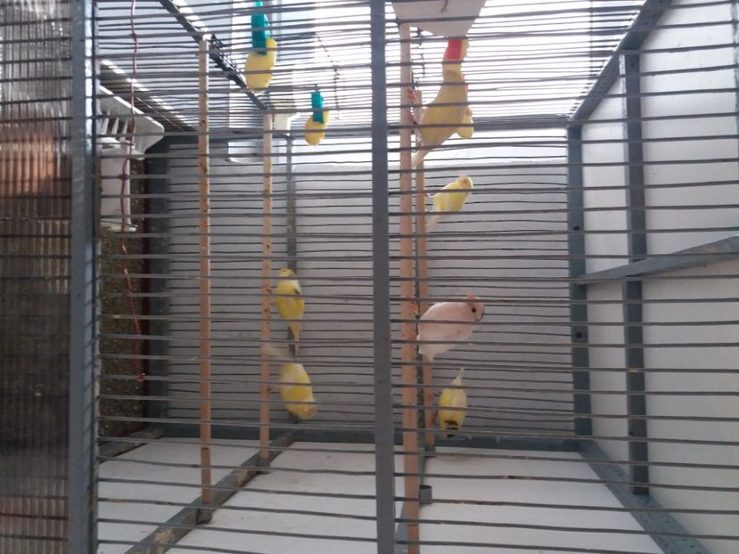 voliera 2020 - Canari Malinois 2019 - 2020