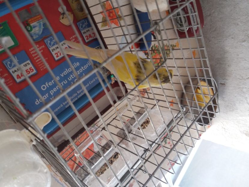 M 2020 - Canari Malinois 2019 - 2020