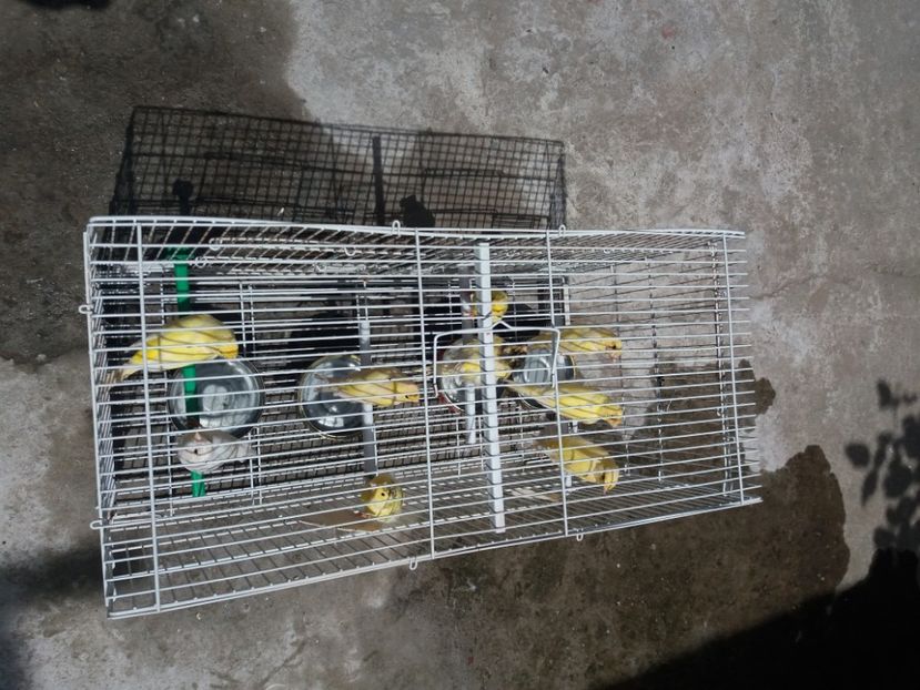  - Canari Malinois 2019 - 2020