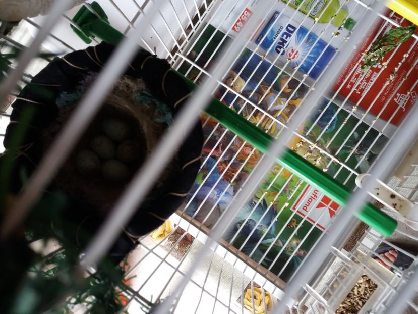 5 oua canarita + sticlete 2020 - Canari Malinois 2019 - 2020