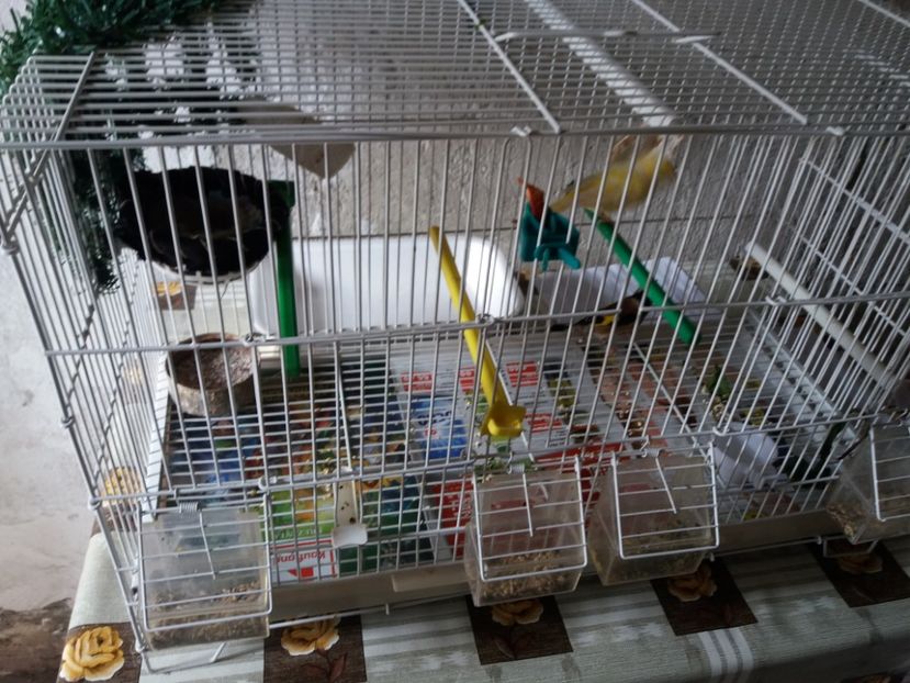 canarita + sticlete - Canari Malinois 2019 - 2020