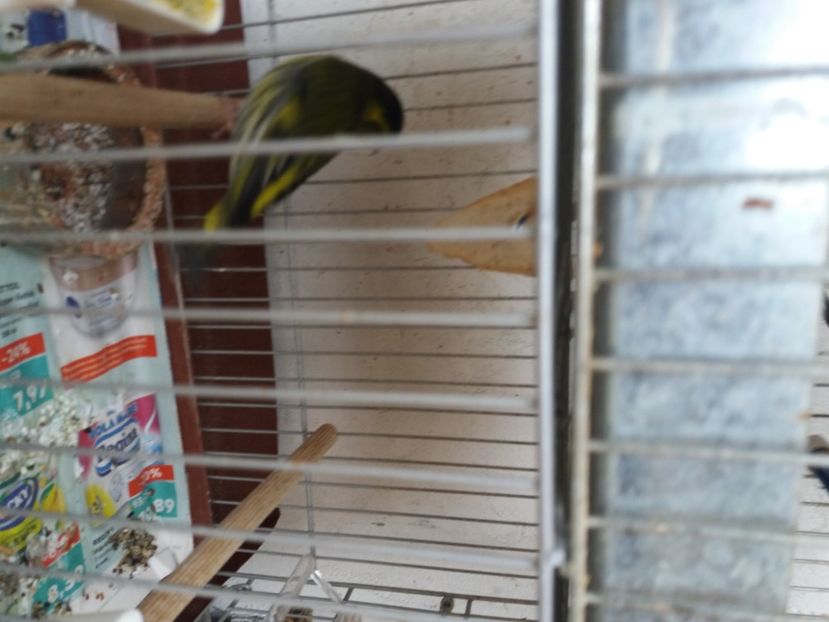 scatiu 2019 - Canari Malinois 2019 - 2020