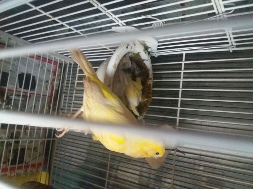 pui 2020 - Canari Malinois 2019 - 2020