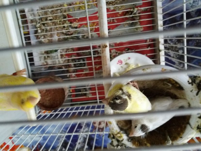 fratii 2020 - Canari Malinois 2019 - 2020