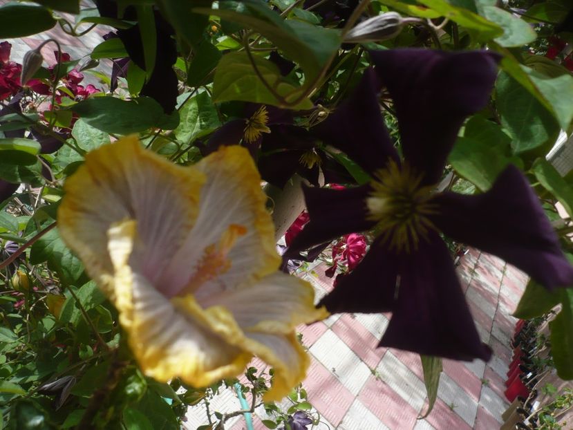 P1440411 - HIBISCUSI 2020-1