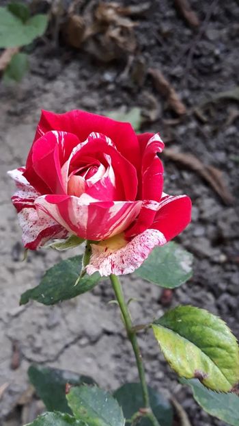 IMG-20200609-WA0001 - Flori 2020