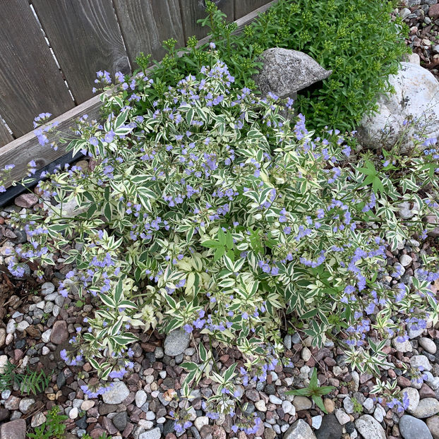  - Jurnalul gradinii 2020