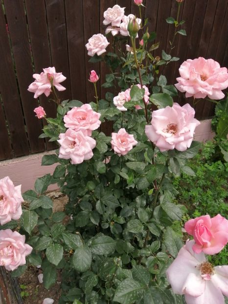  - Trandafiri 2020_2022 2023