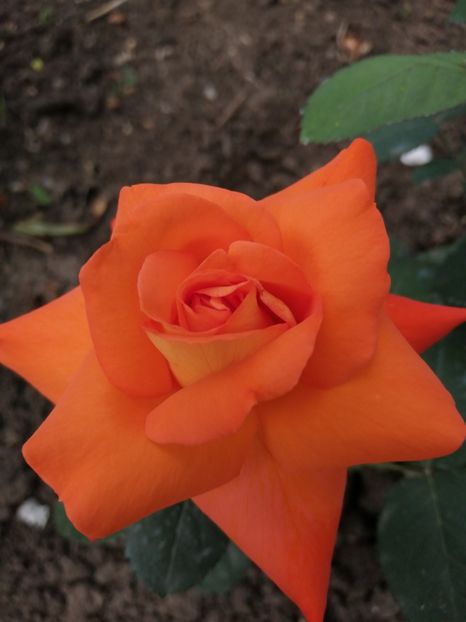  - Trandafiri 2020_2022 2023