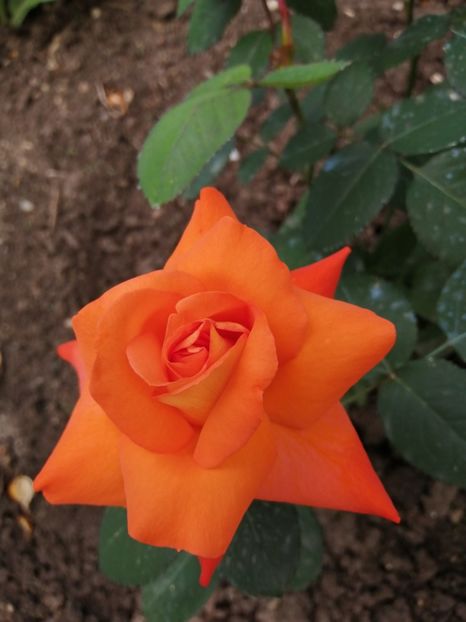  - Trandafiri 2020_2022 2023