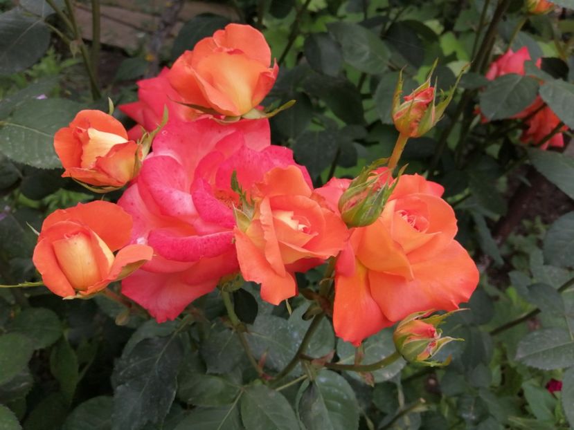  - Trandafiri 2020_2022 2023