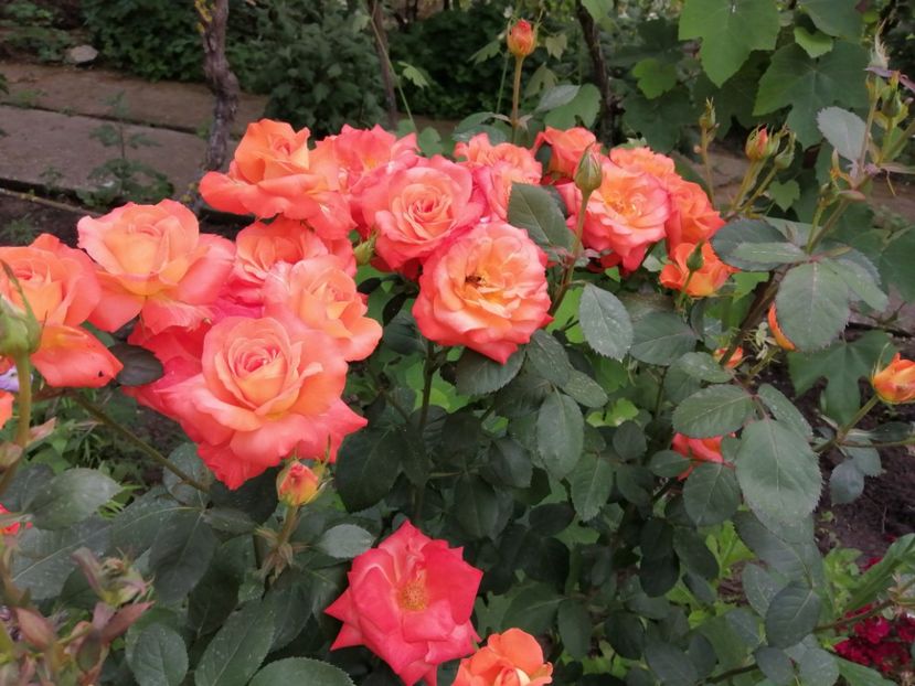  - Trandafiri 2020_2022 2023