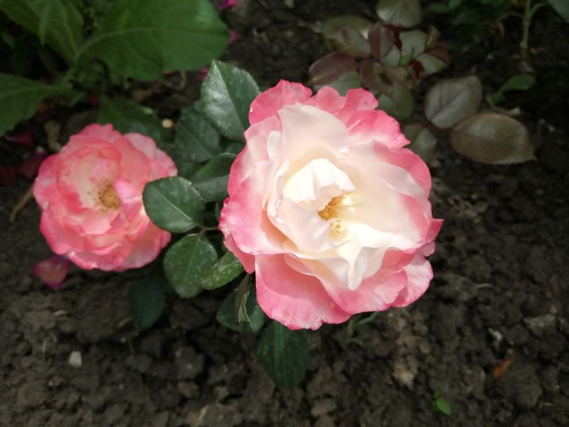  - Nostalgie Parfumat