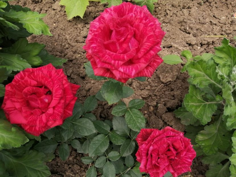  - Trandafiri 2020_2022 2023