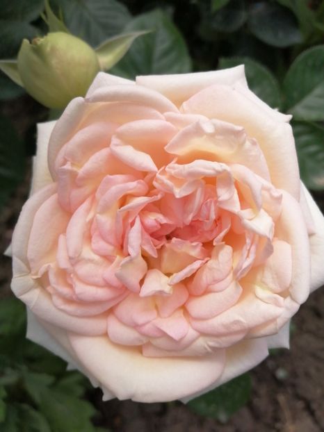  - Trandafiri 2020_2022 2023