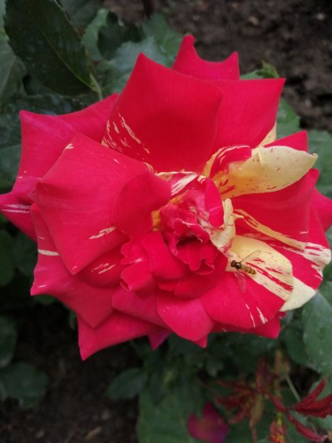  - Trandafiri 2020_2022 2023