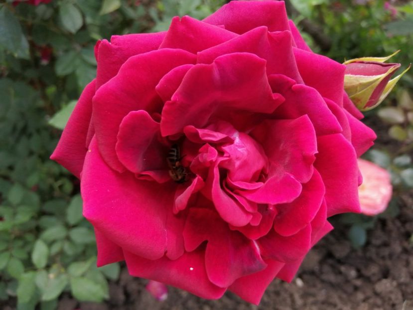  - Trandafiri 2020_2022 2023