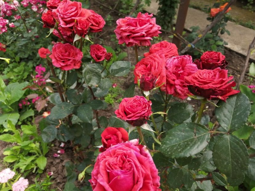  - Trandafiri 2020_2022 2023