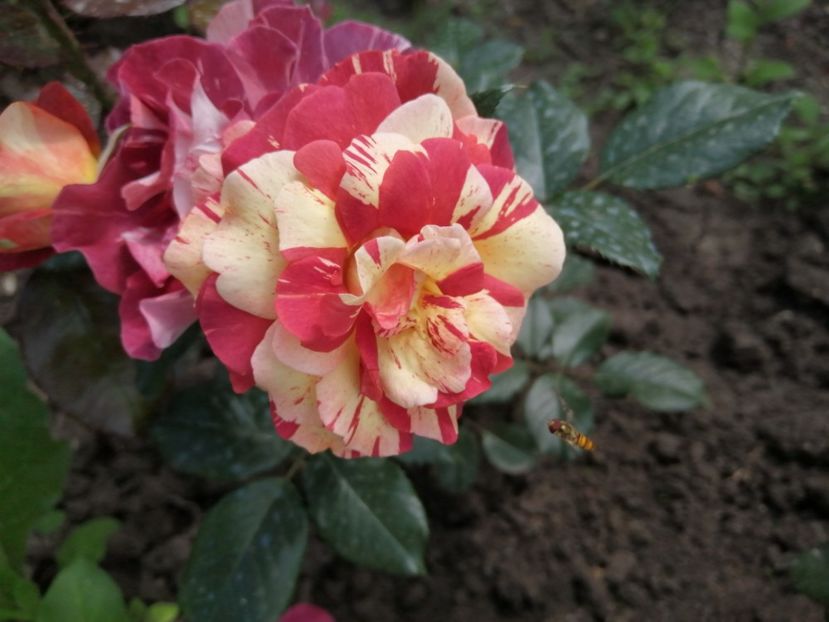  - Trandafiri 2020_2022 2023