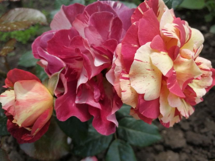  - Trandafiri 2020_2022 2023