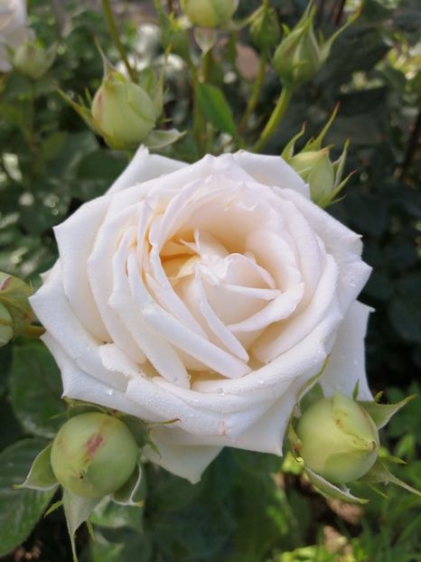  - Trandafiri 2020_2022 2023