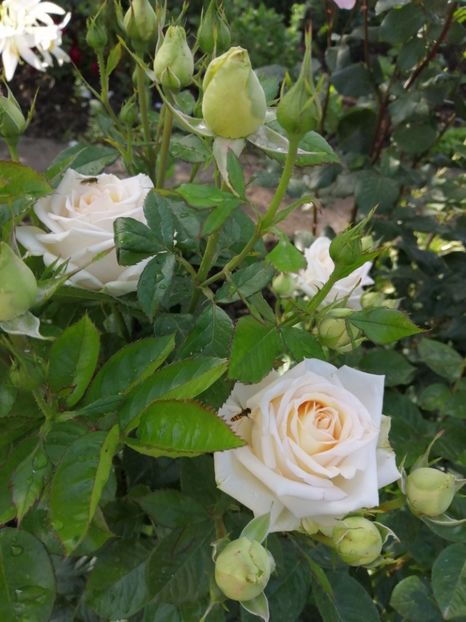  - Trandafiri 2020_2022 2023