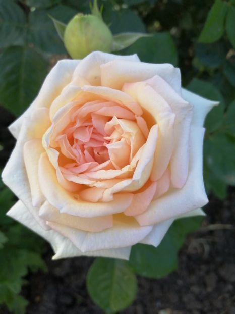  - Trandafiri 2020_2022 2023