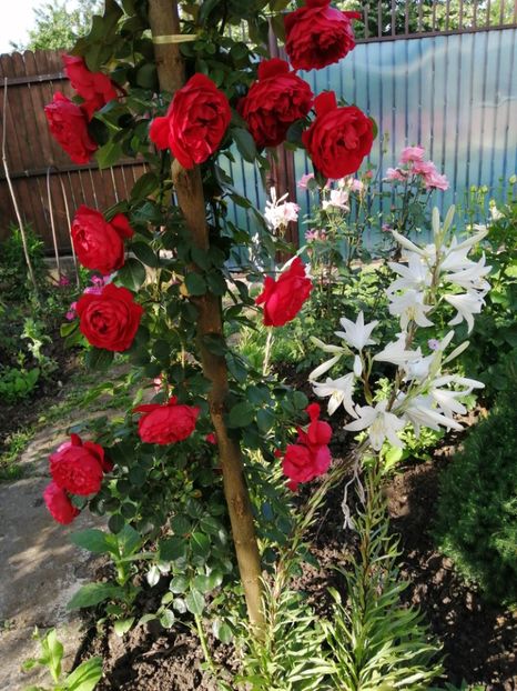  - Trandafiri 2020_2022 2023