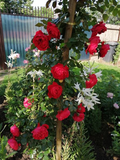  - Trandafiri 2020_2022 2023