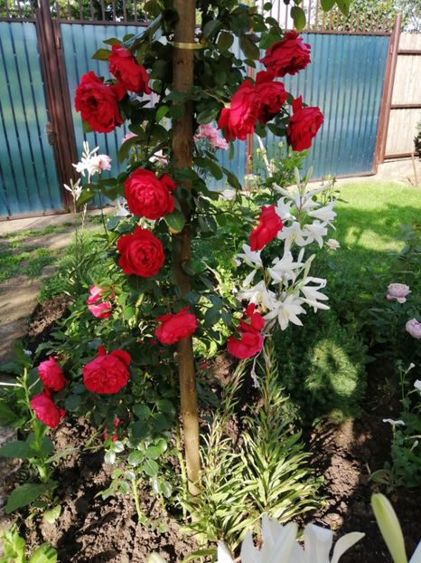  - Trandafiri 2020_2022 2023