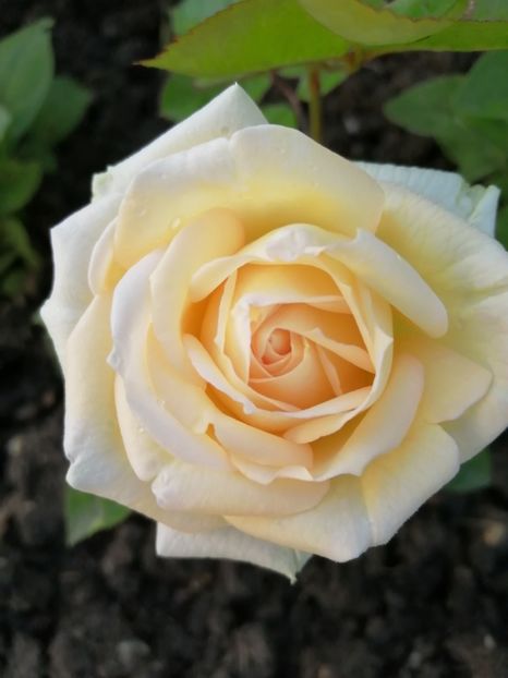  - Trandafiri 2020_2022 2023