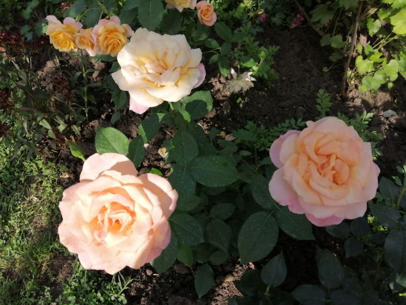  - Trandafiri 2020_2022 2023