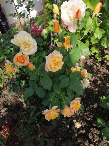  - Trandafiri 2020_2022 2023