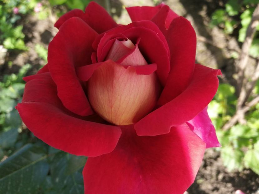  - Trandafiri 2020_2022 2023