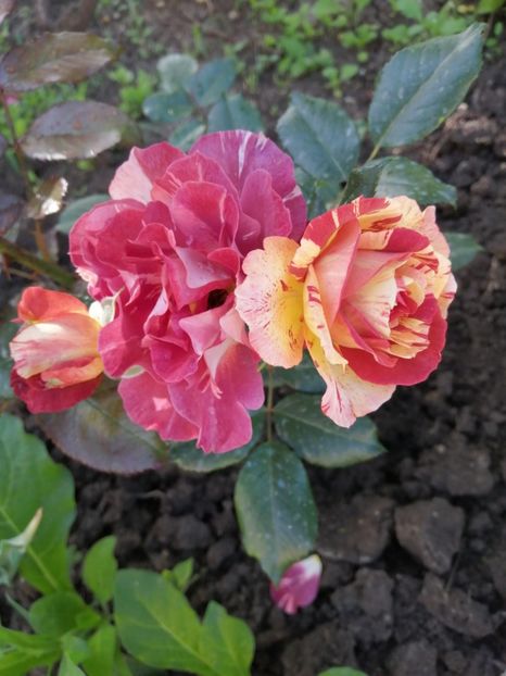  - Trandafiri 2020_2022 2023