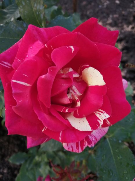  - Trandafiri 2020_2022 2023