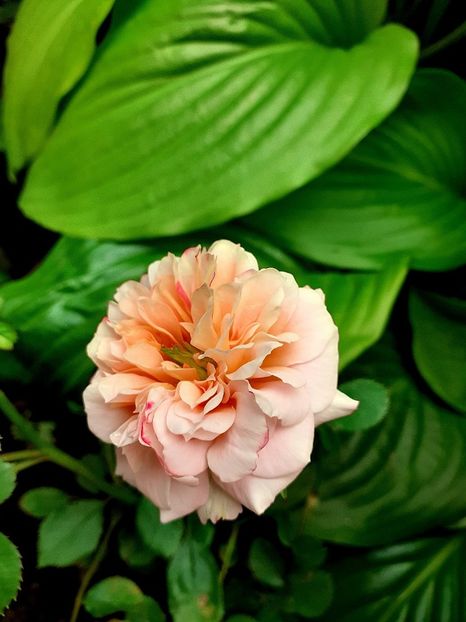  - Trandafiri 2015-prezent