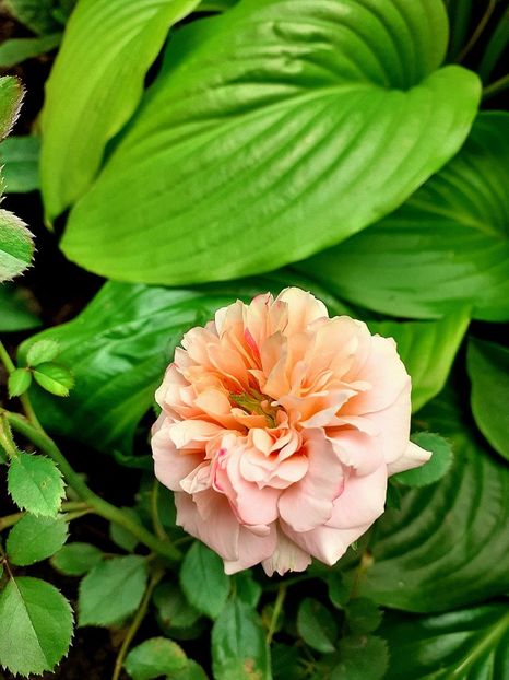  - Trandafiri 2015-prezent