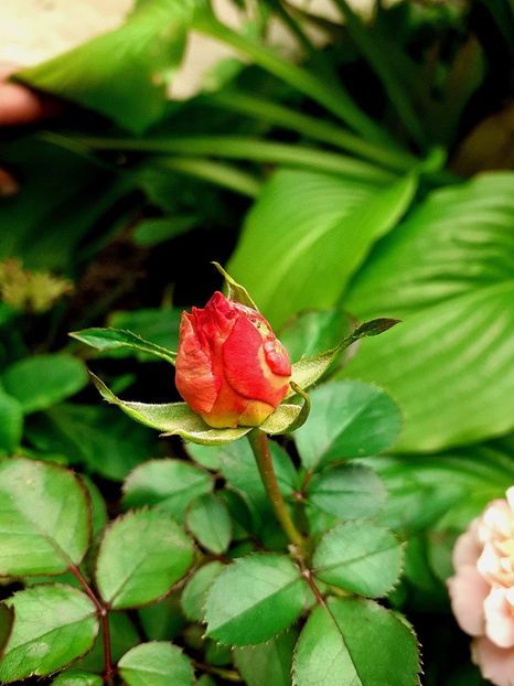  - Trandafiri 2015-prezent