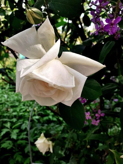  - Trandafiri 2015-prezent