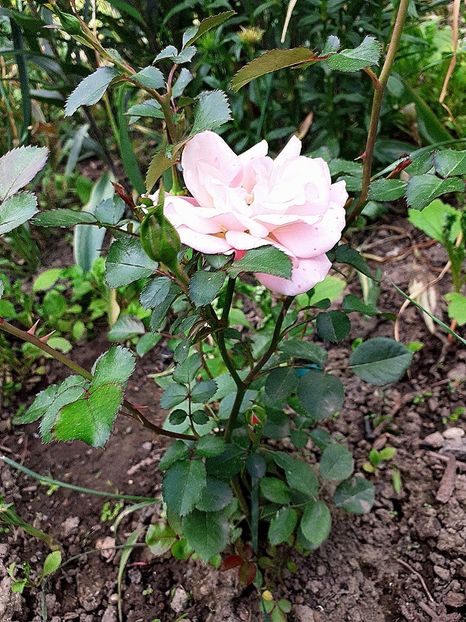  - Trandafiri 2015-prezent