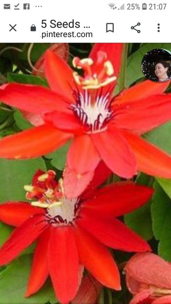 Screenshot_20200610-210725_Chrome - Manicata red