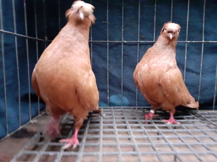  - 8-Jucatorii de Ardeal vechi